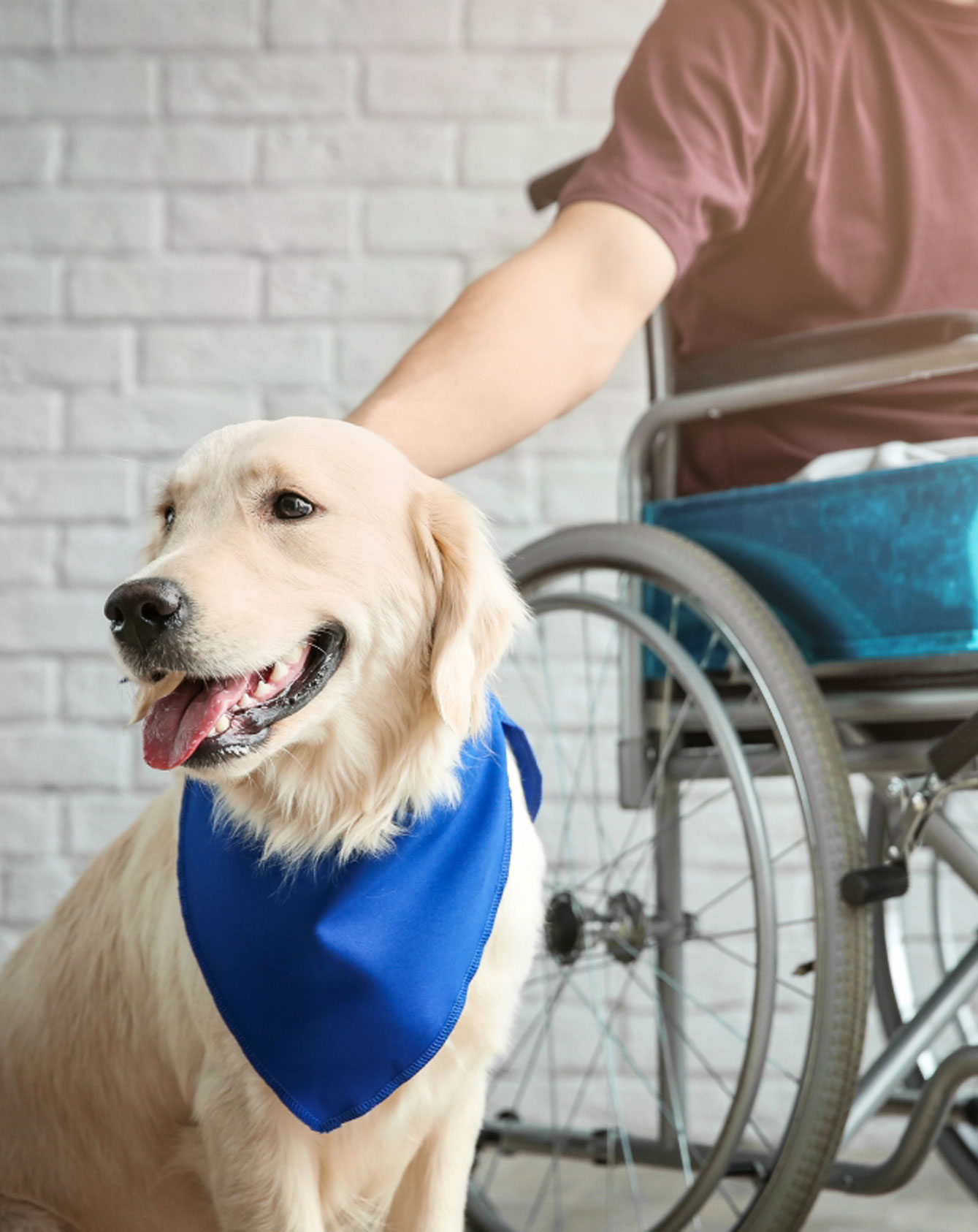 Chien d'assistance pour enfant handicapé